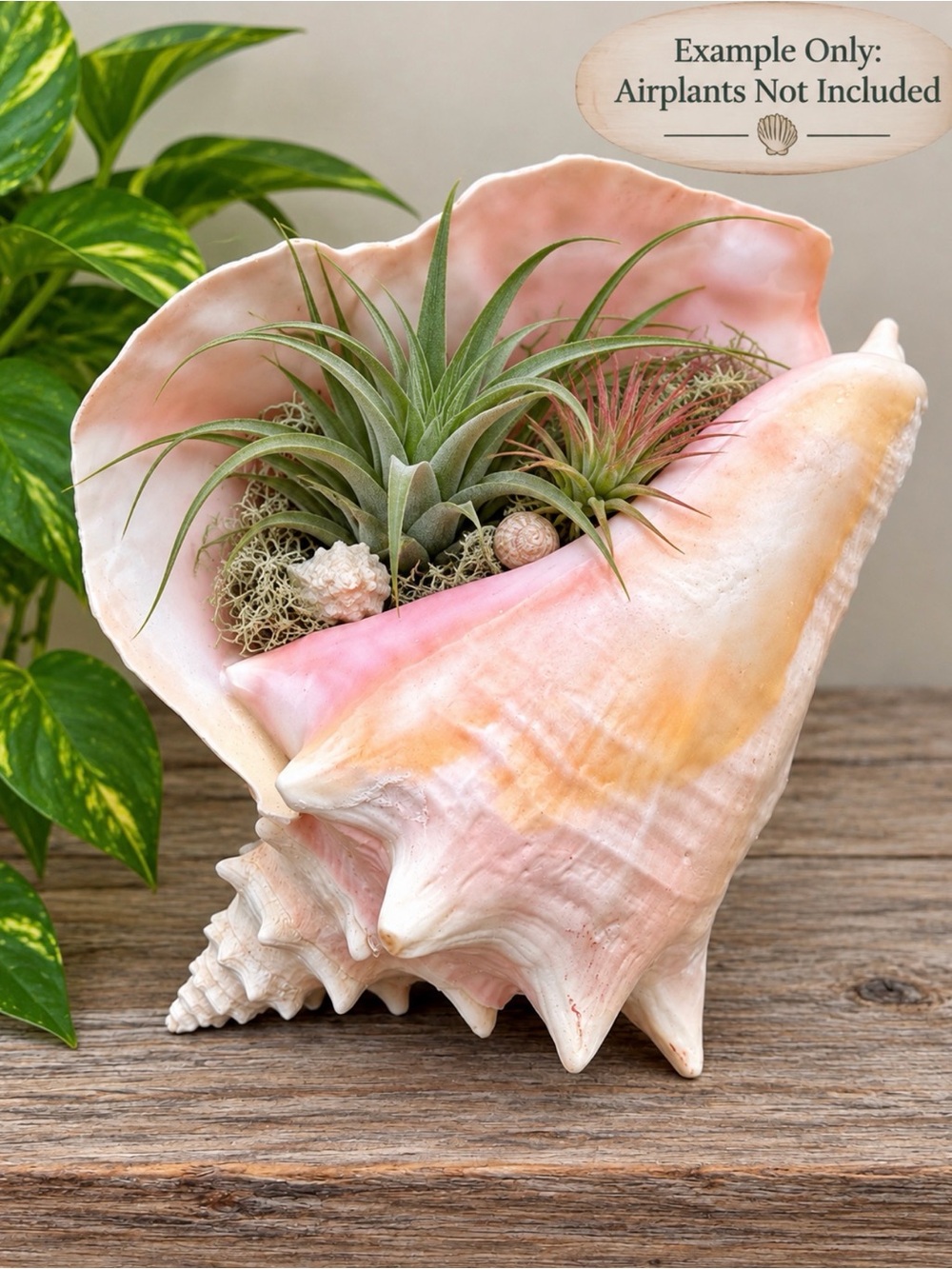 Queen Conch | SeaShell - Picture 2 of 13